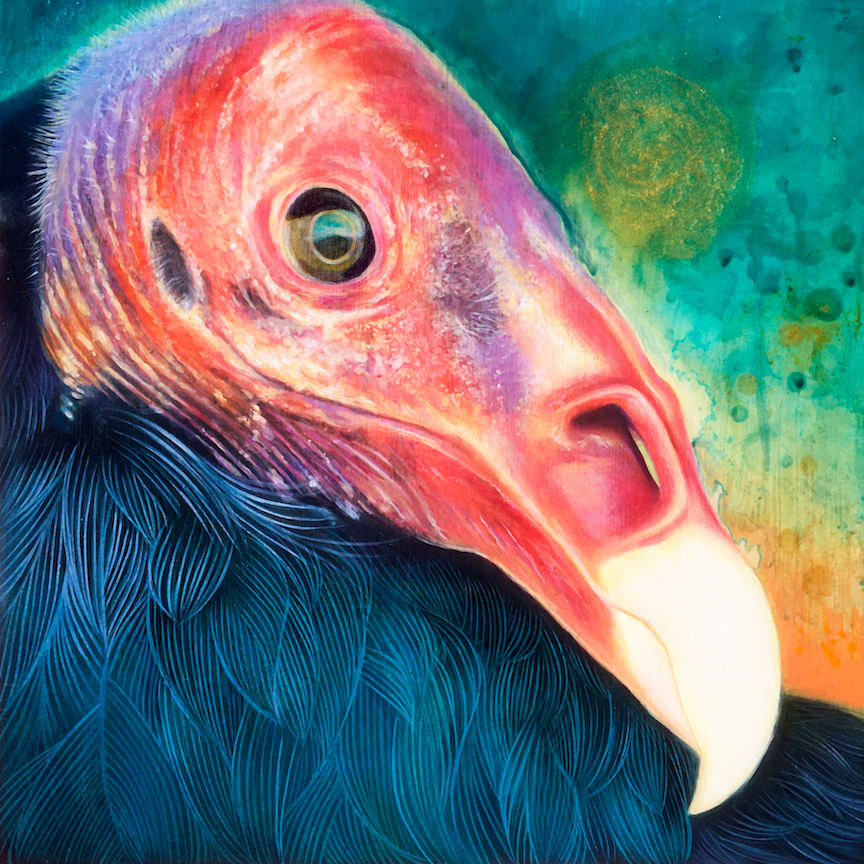 California Turkey Vulture by Annie Kook 