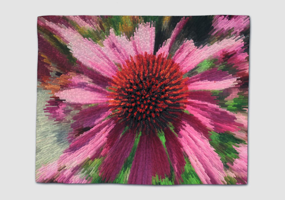 Pink Echinacea by Phillippa Lack 