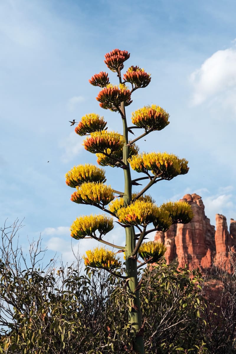 Tiny Wings Amongst Red Rocks by Cara Lemire 