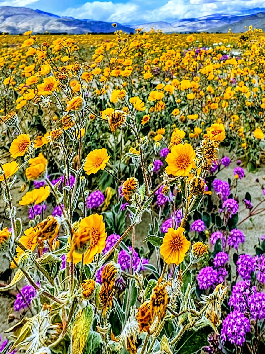 Desert Super Bloom by Edwin Liew-Ferguson 