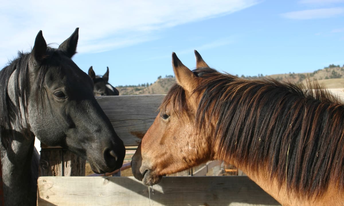 Captured Mustangs Meet - Greet by Andrea London 