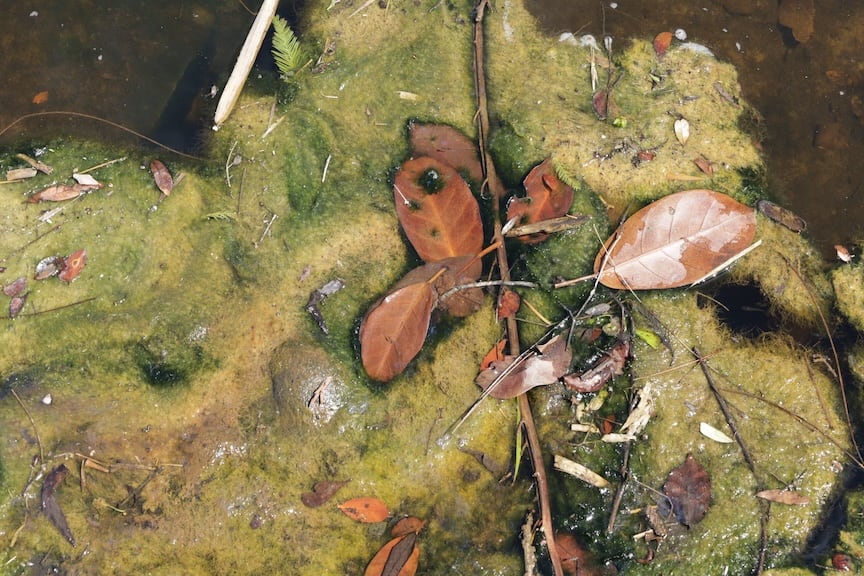 Florida Everglades by Andrea London 