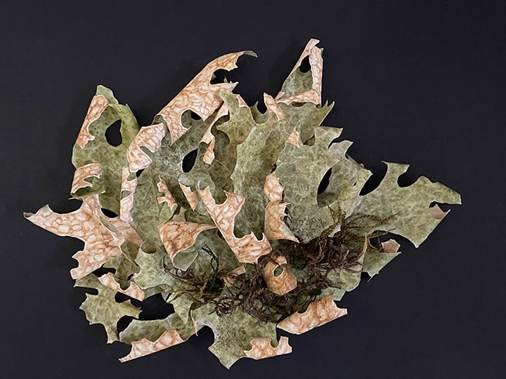 Lobaria Pulmonaria by Antoinette Luchessa 