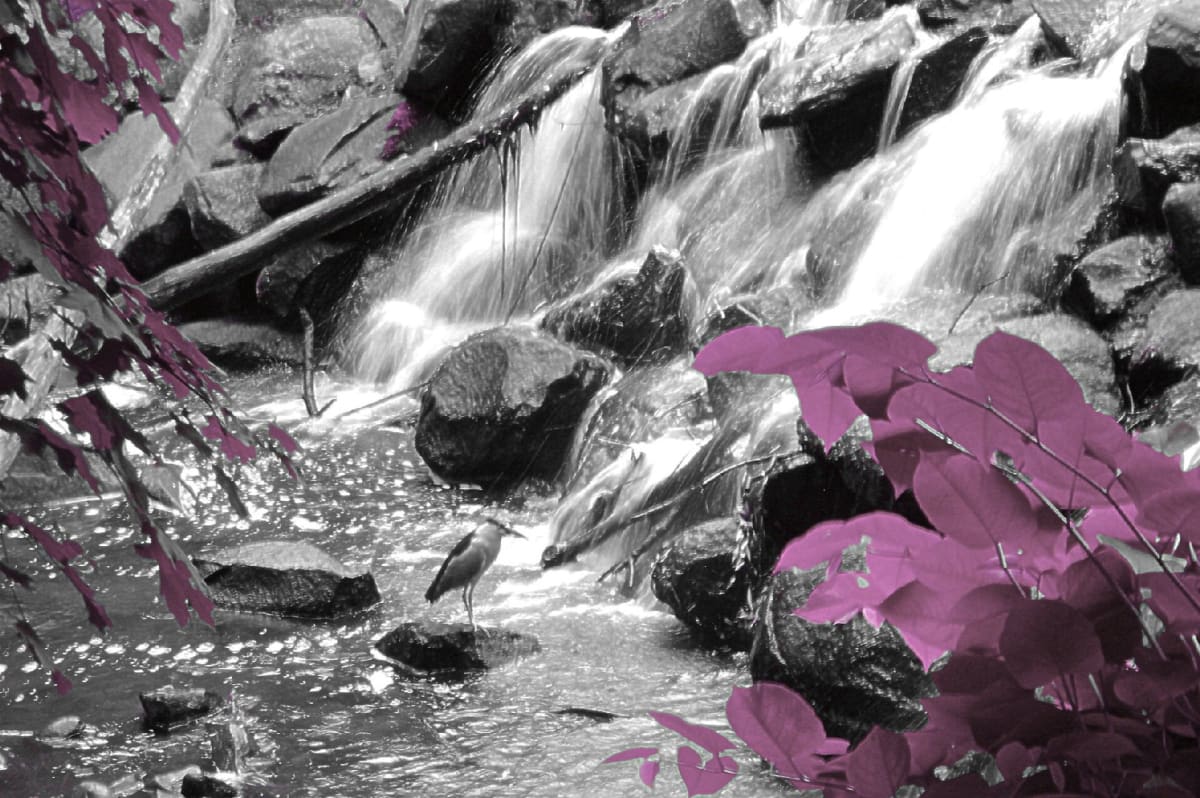 Heron by Lex Lumiere, Image 14.