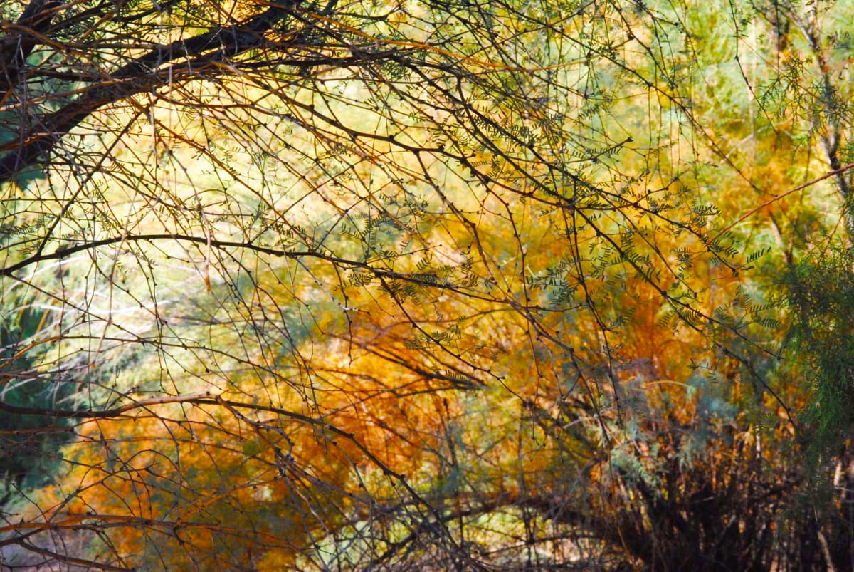 Nature's Tapestry by Mika Maharaj, Image 5.