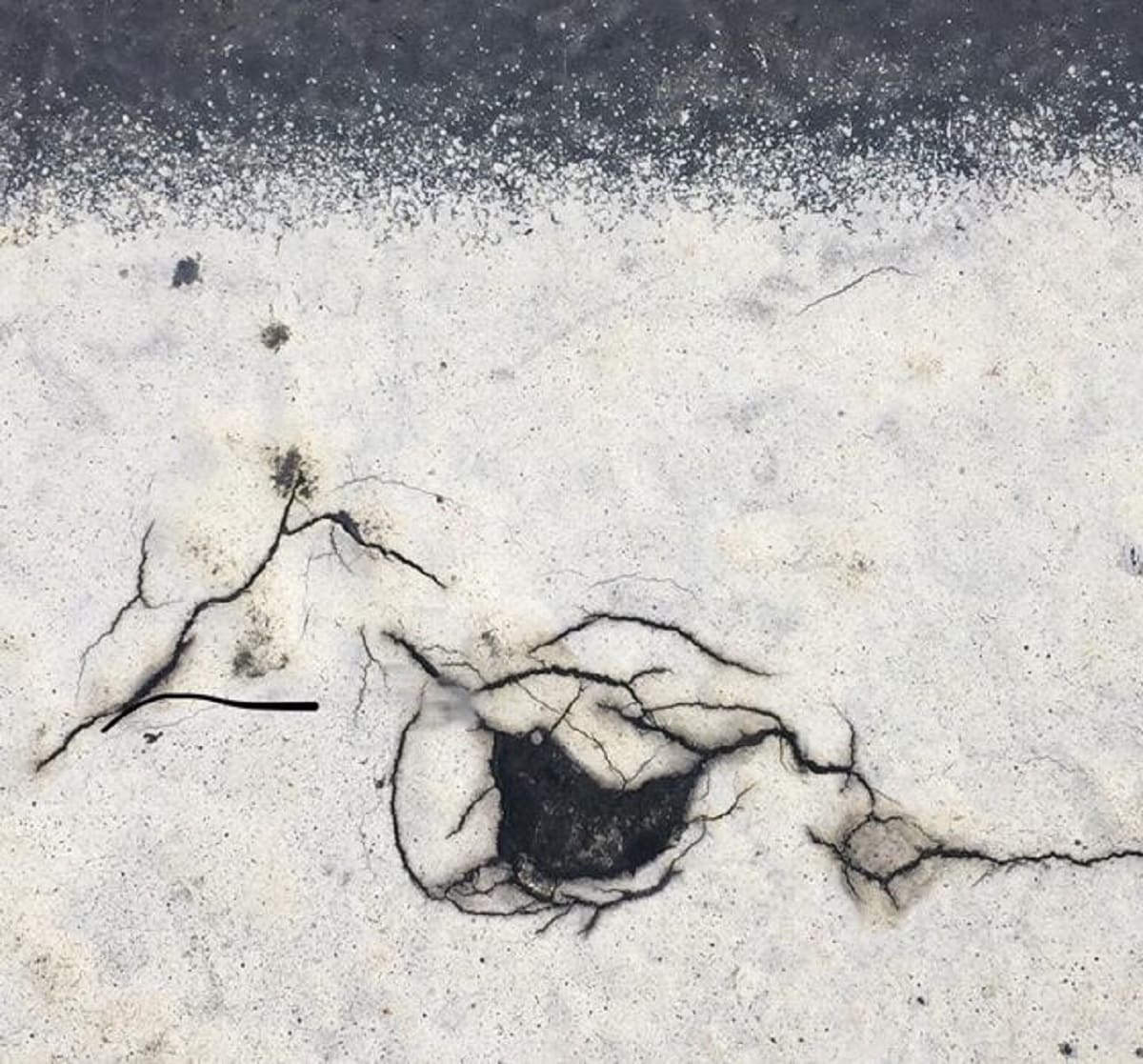 Little Tar Bird by Barbara Marshall, Image 7.