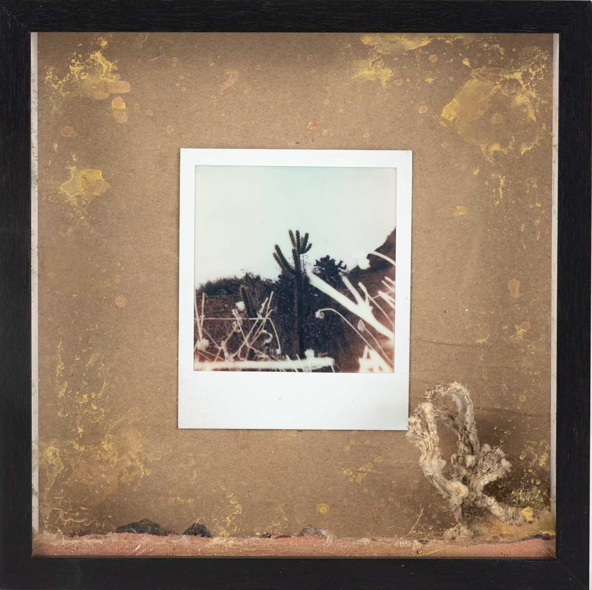 Cactus by Iana Mart, Image 16.