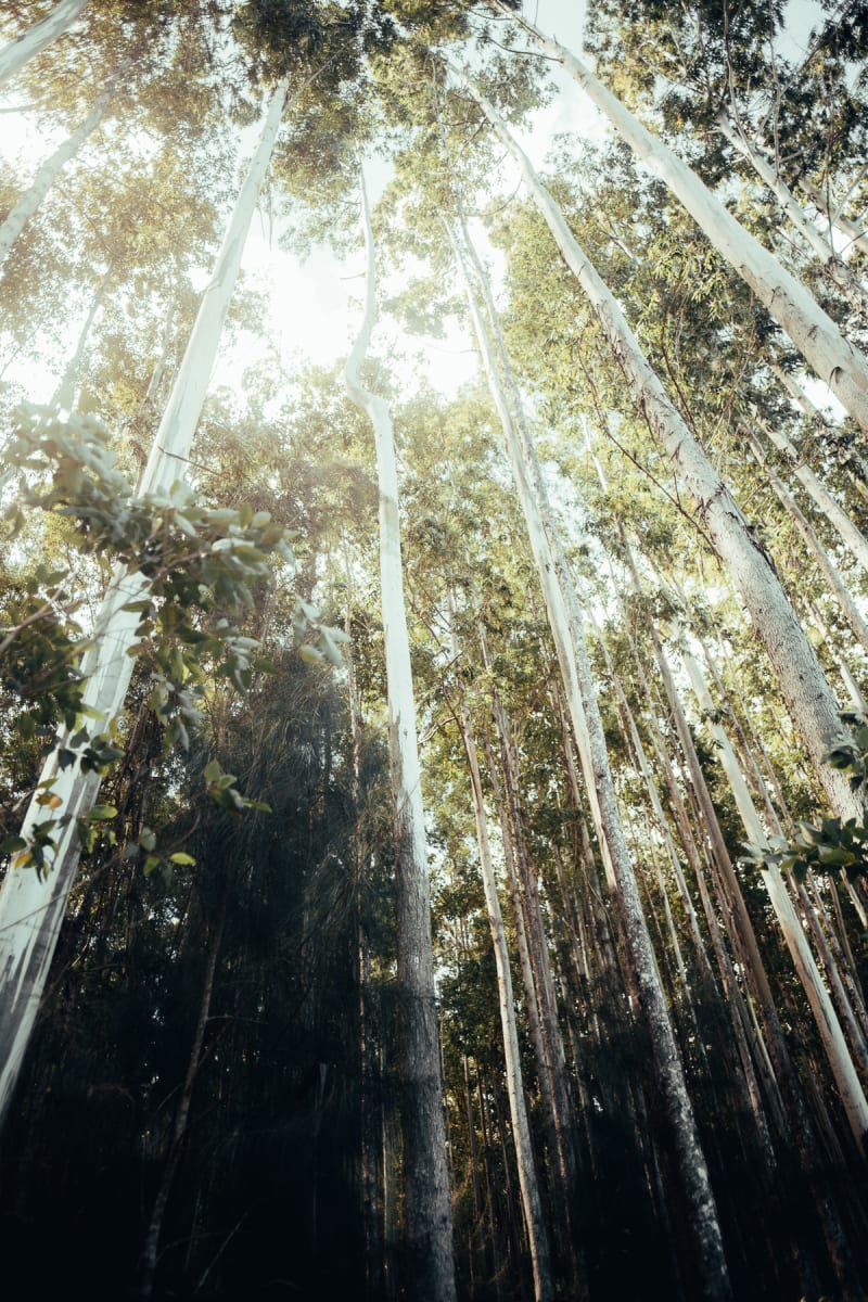 Big Island Forest by Steven Martinez 