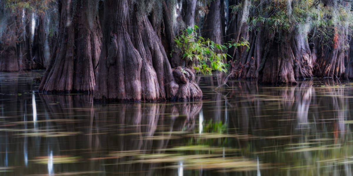 Caddo Lake in November by Debbie McCulliss, Image 7.
