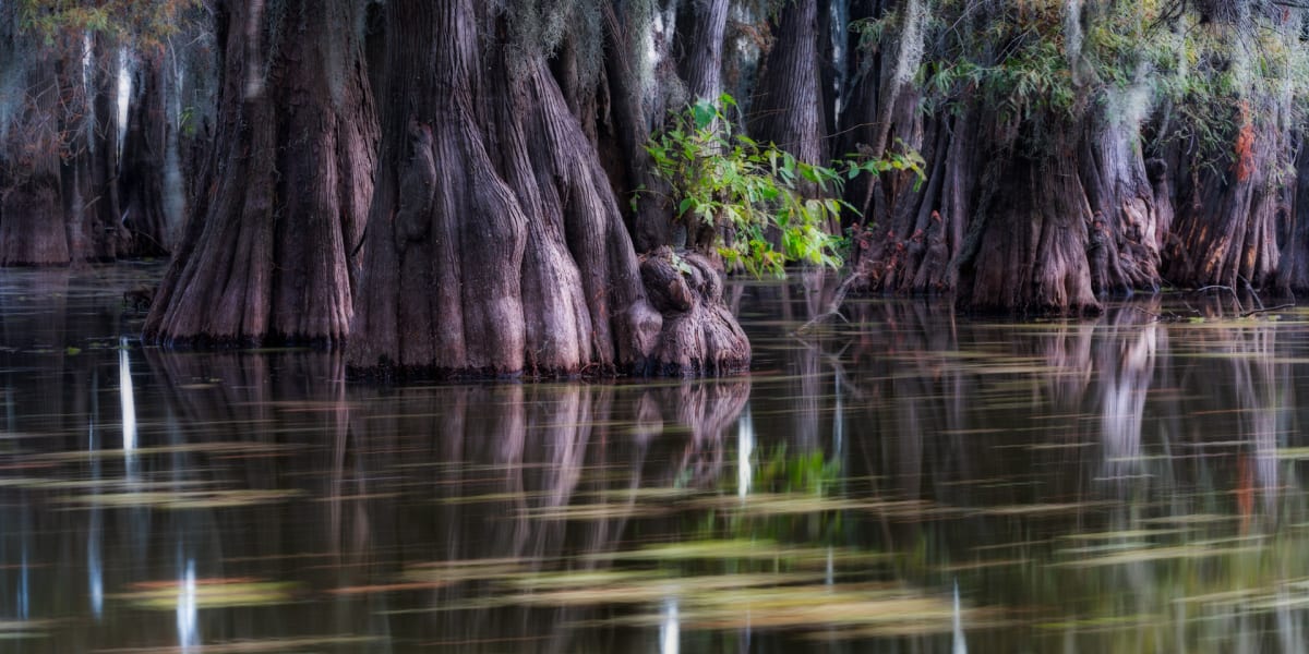 Caddo Lake in November by Debbie McCulliss 