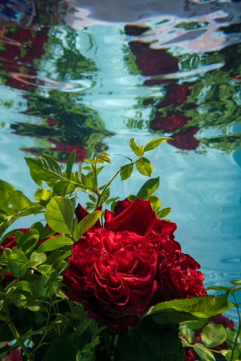 Underwater Roses by Jennifer McGarigle  Image: https://vimeo.com/783460296/77e3e27668
