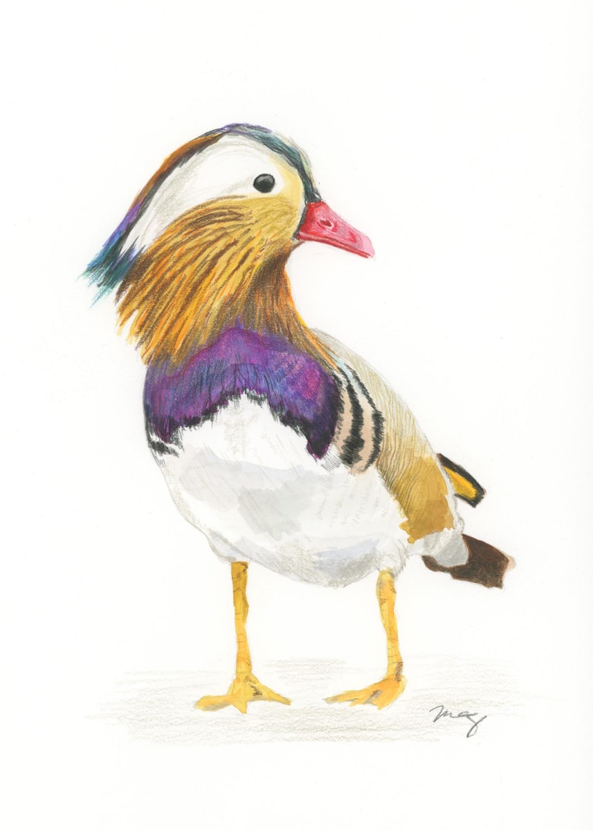 Mandarin Duck by Megan Colby 