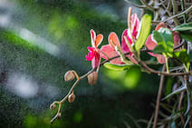 Orchidaceae in the Mist by Jess Mewborne, Image 4.