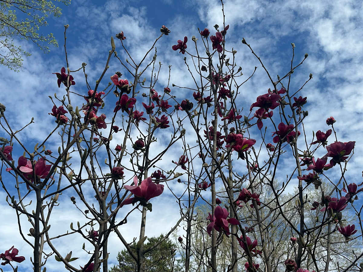 Magnolia Spring by Christine Moerenhout-Hubloue 