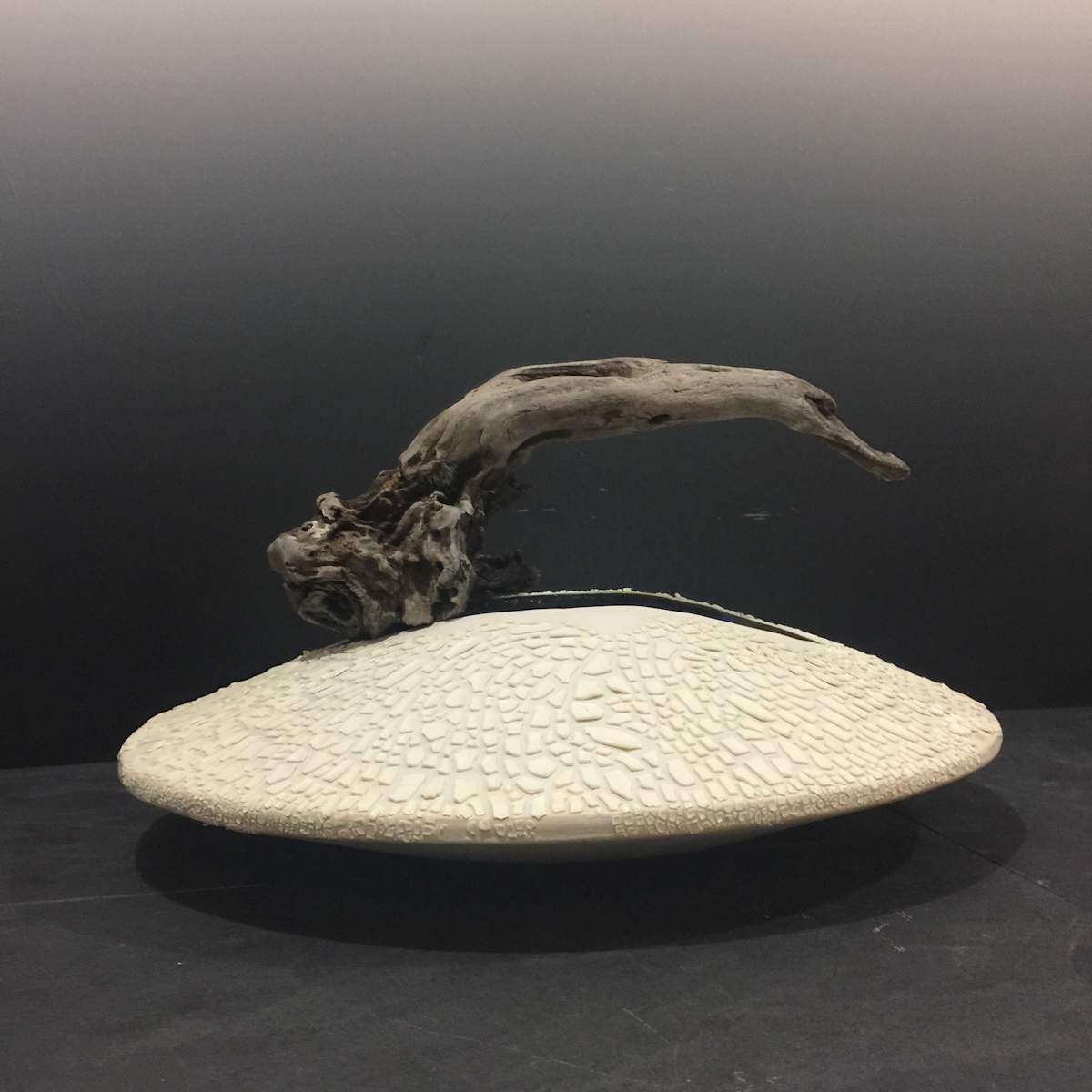 Seagull nest by Christine Moerenhout-Hubloue 