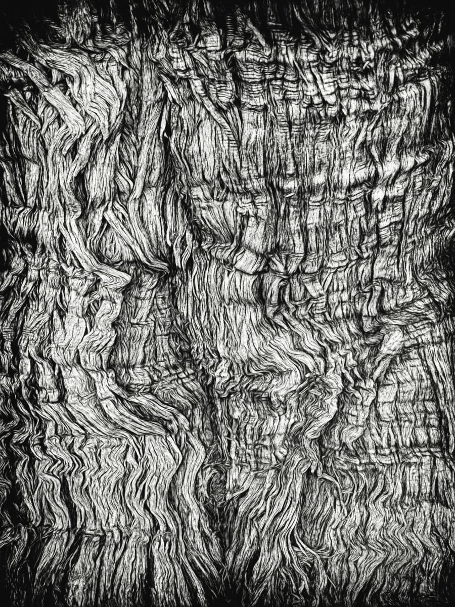 Tree Bark in Chiaroscuro by Norman Gabitzsch 