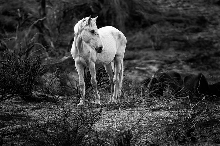 Retrato de un Mustengo Blanco by Jason Robert O'Kennedy 