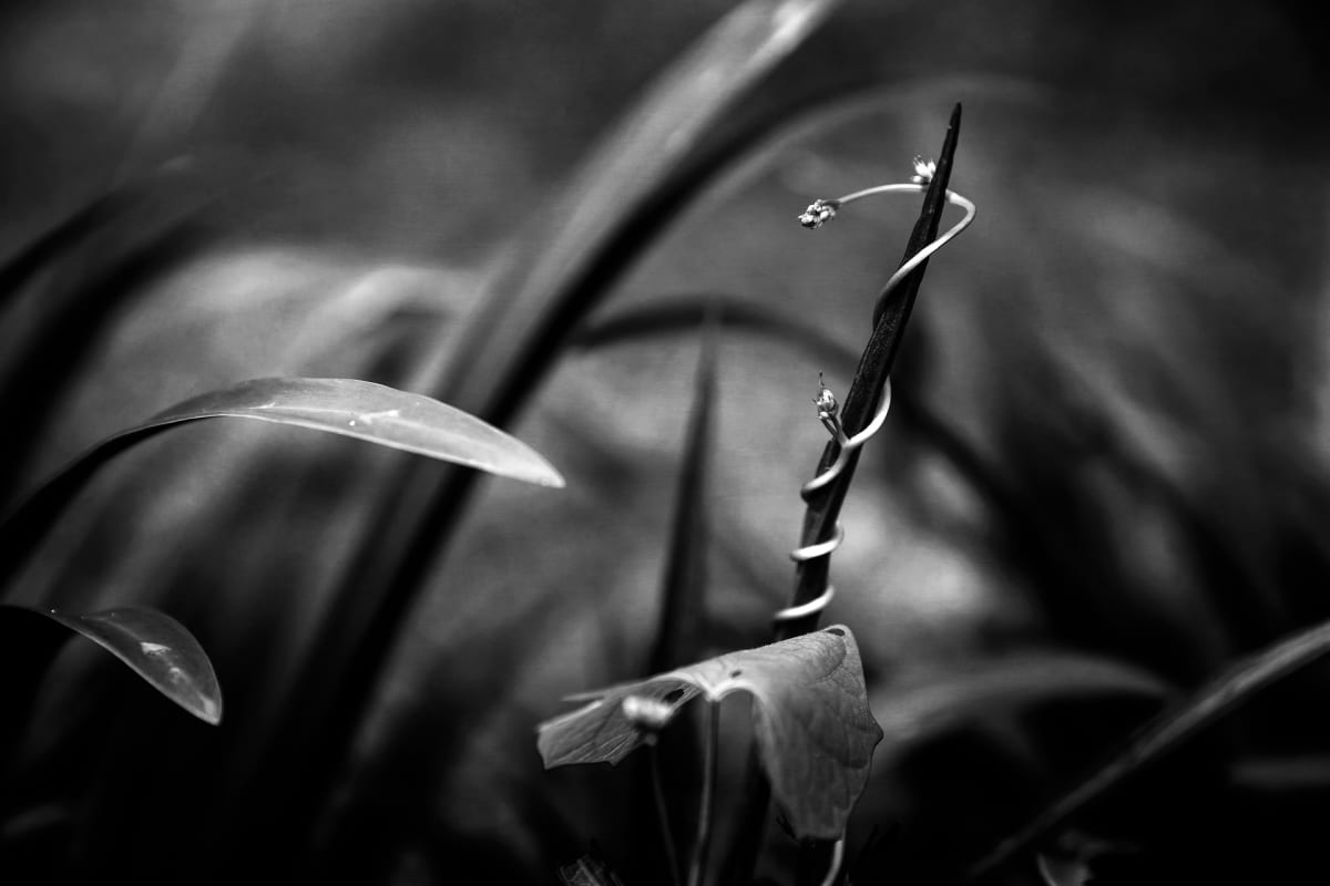 Tendril by Kelly O'Leary 