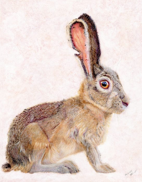 Jackrabbit by Natalia Pleshkova, Image 5.