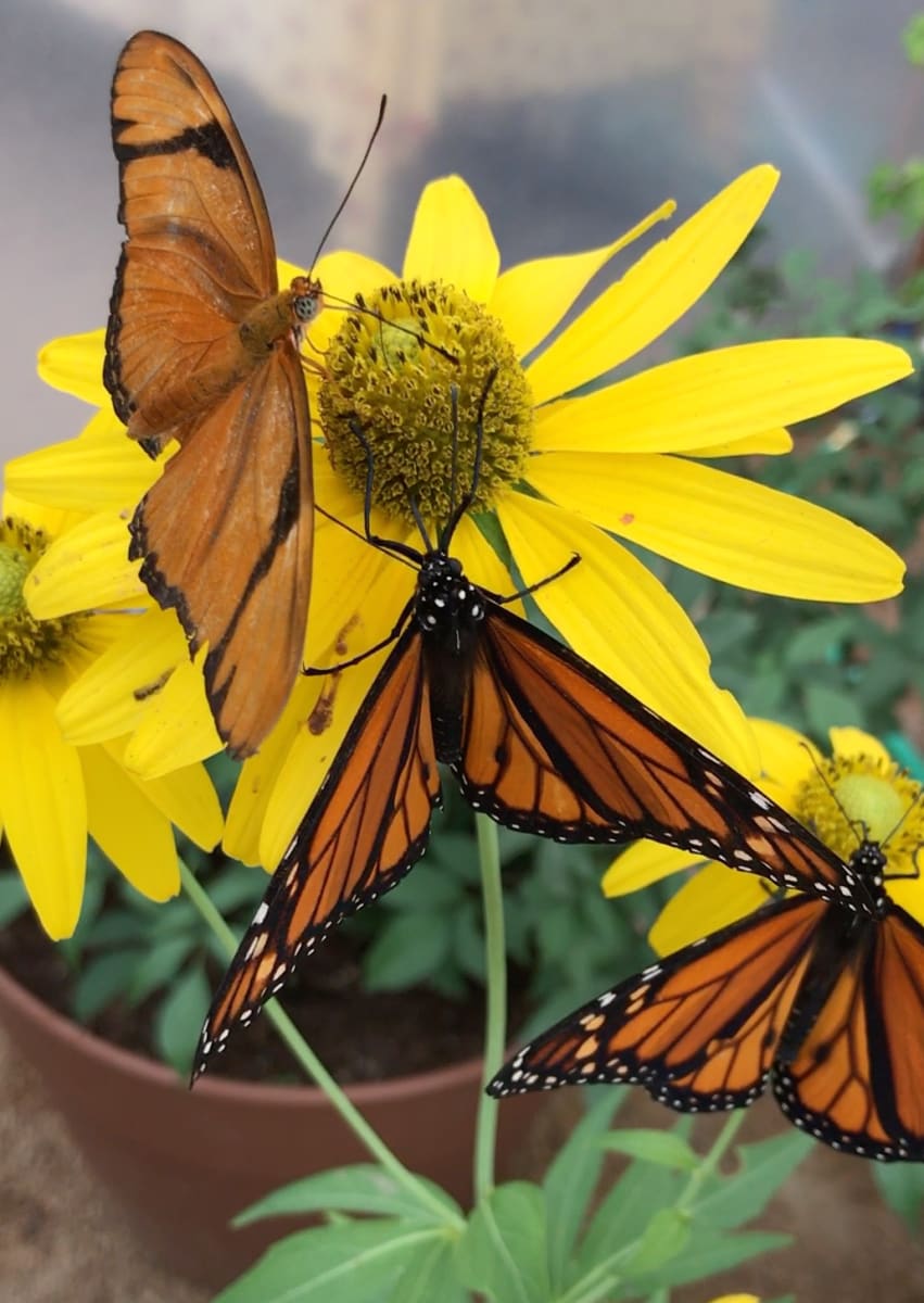 Colorful Pollinators by Victoria Poissant 