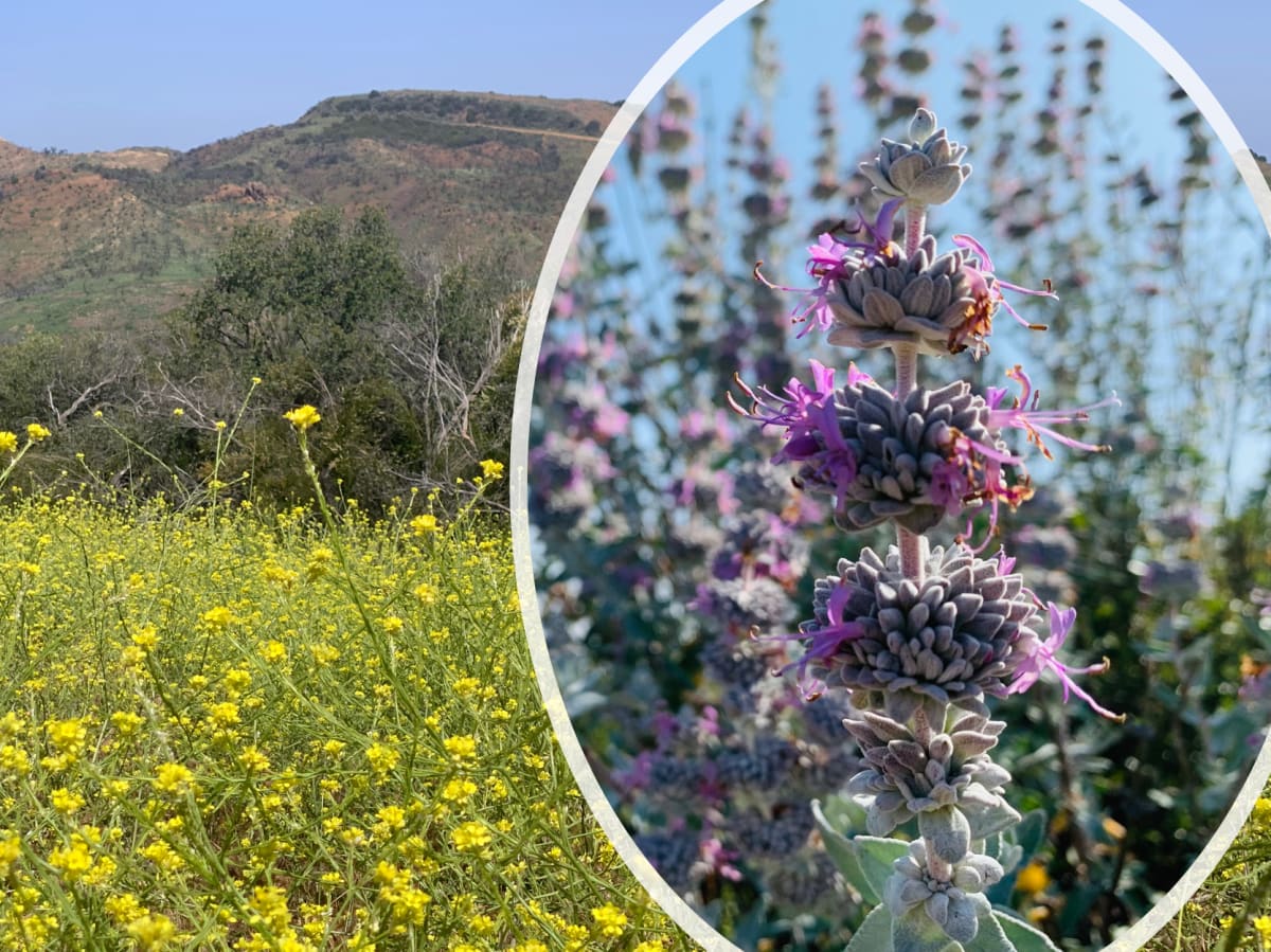 Mountain Bloom by Victoria Poissant, Image 20.