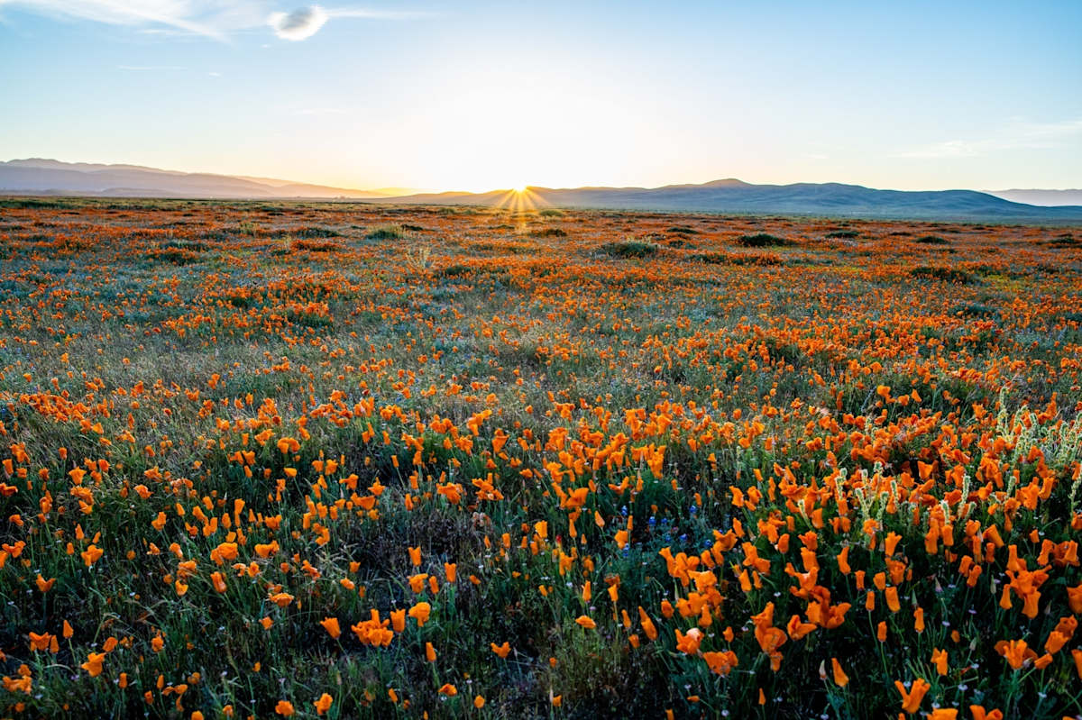 Orange over Orange by Brendan Praniewicz 