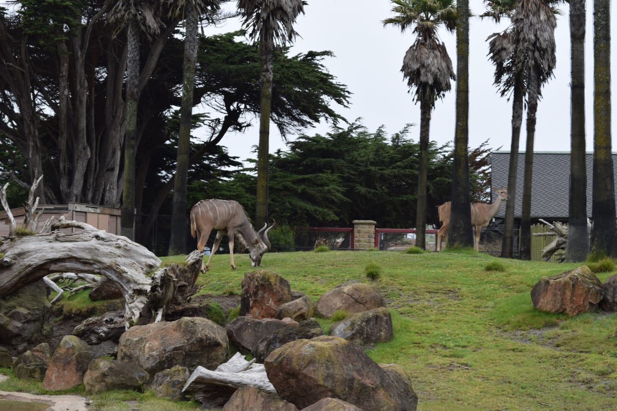 Feeding Kudu by Judy Quitoriano 