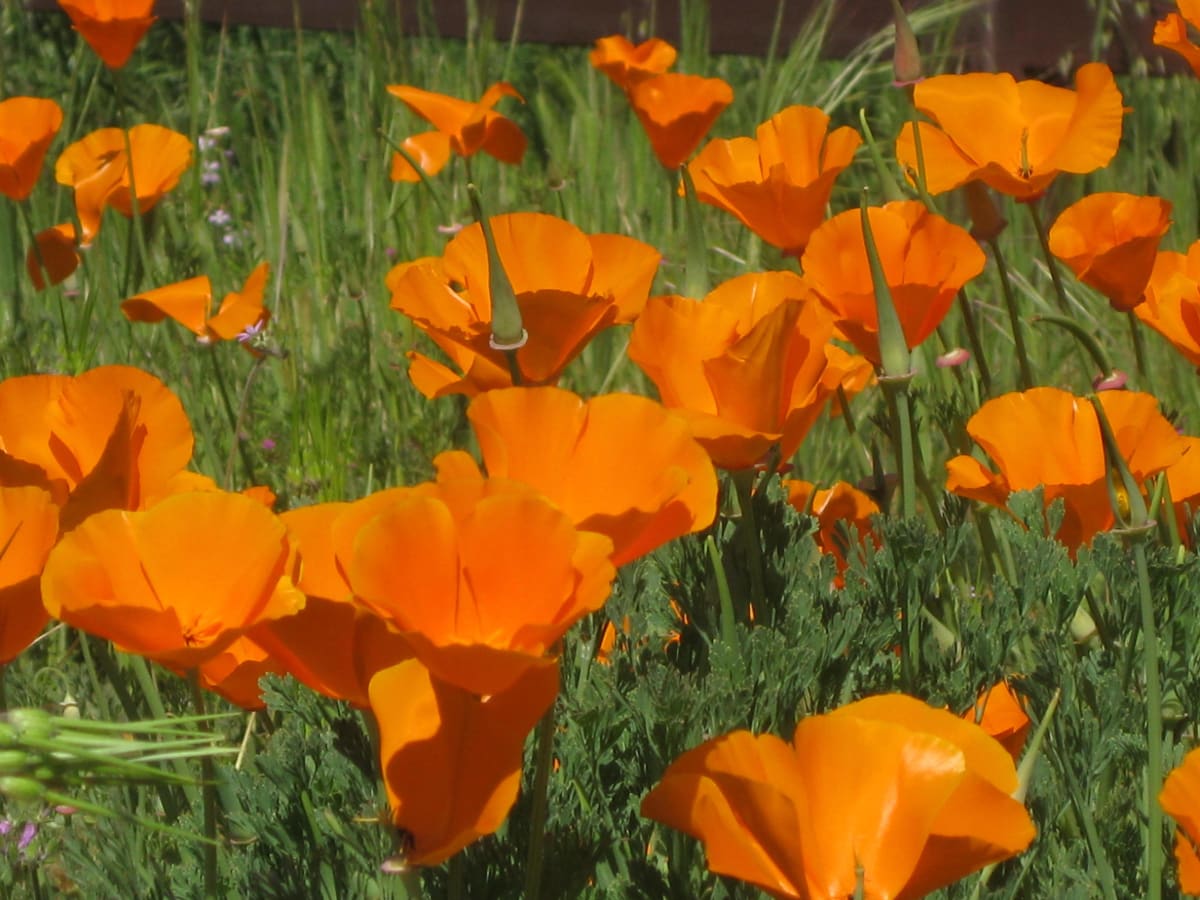 Field of Poppies by Judy Quitoriano 