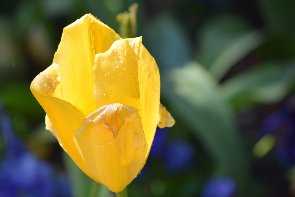 Spring Radiance by Judy Quitoriano, Image 14.