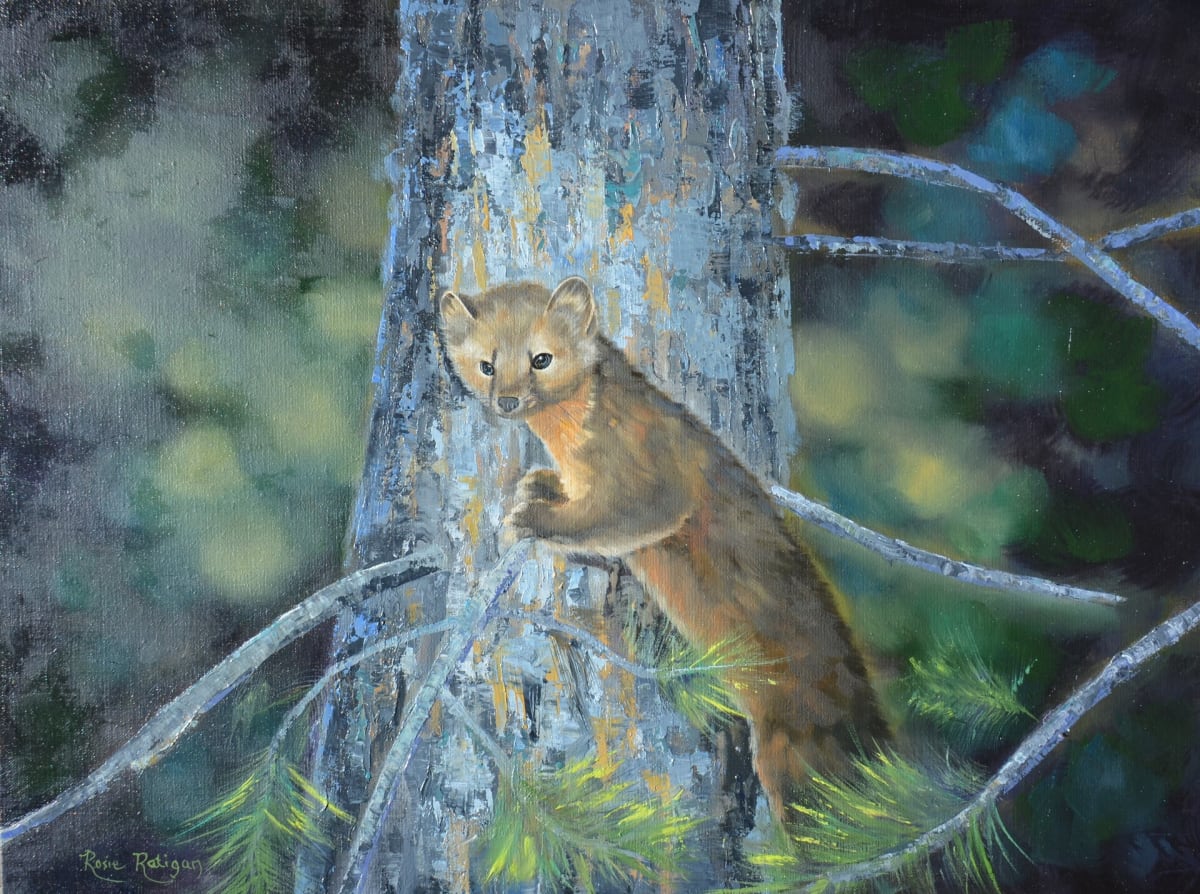 Forest Solitude - Pacific Pine Marten by Rosie Ratigan 