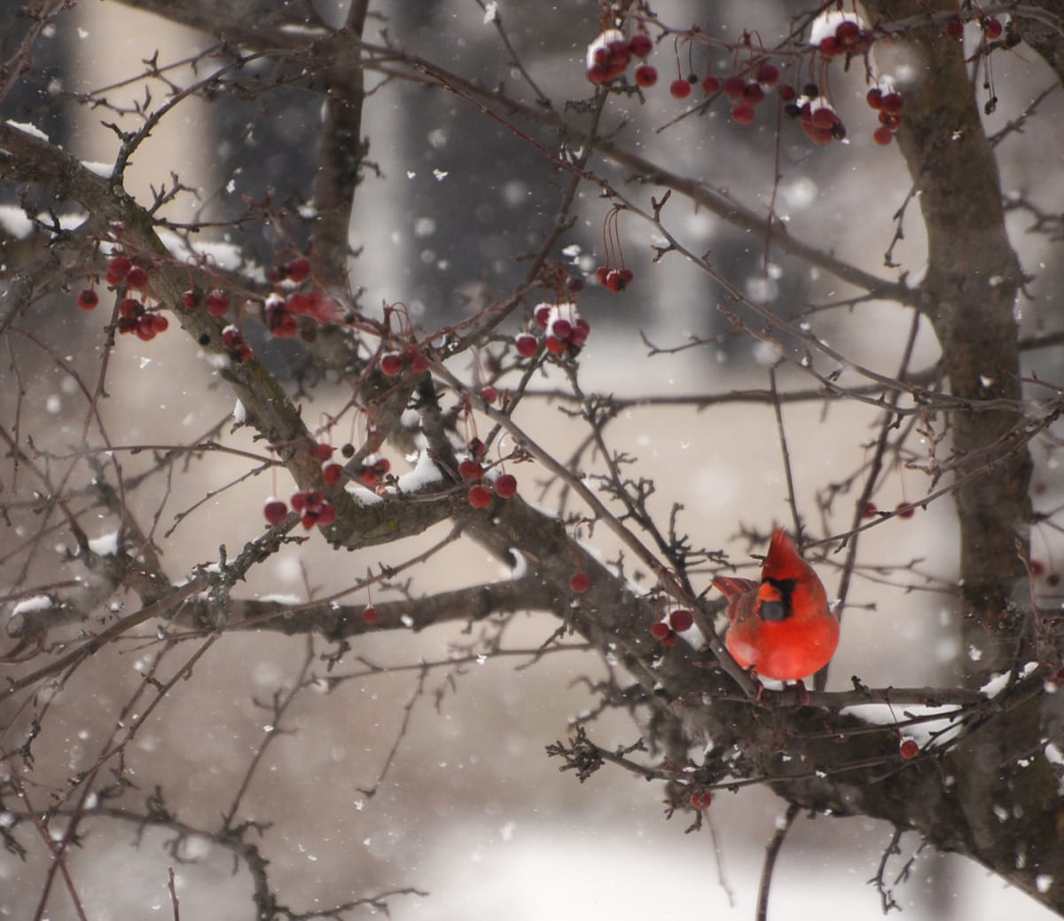 The Reds of Winter by Andrea Reinking 