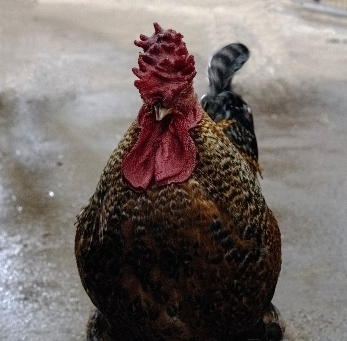 Portrait of a Chicken by Emma Relota 