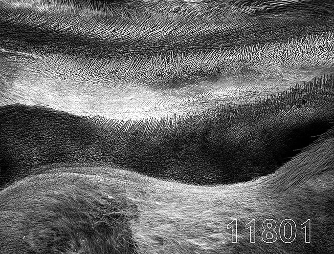 Duffy's Horses by Richard Joseph Del Rosso, Image 17.