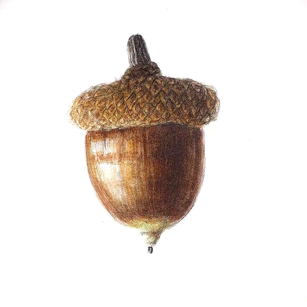 Acorn by Andrea Rios, Image 8.