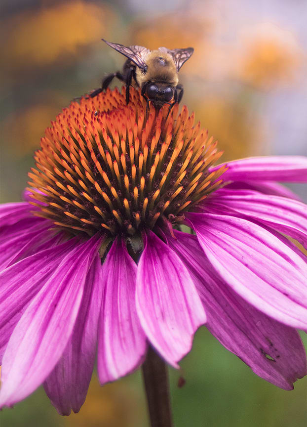 Bee Colorful by Tania Ritko, Image 7.