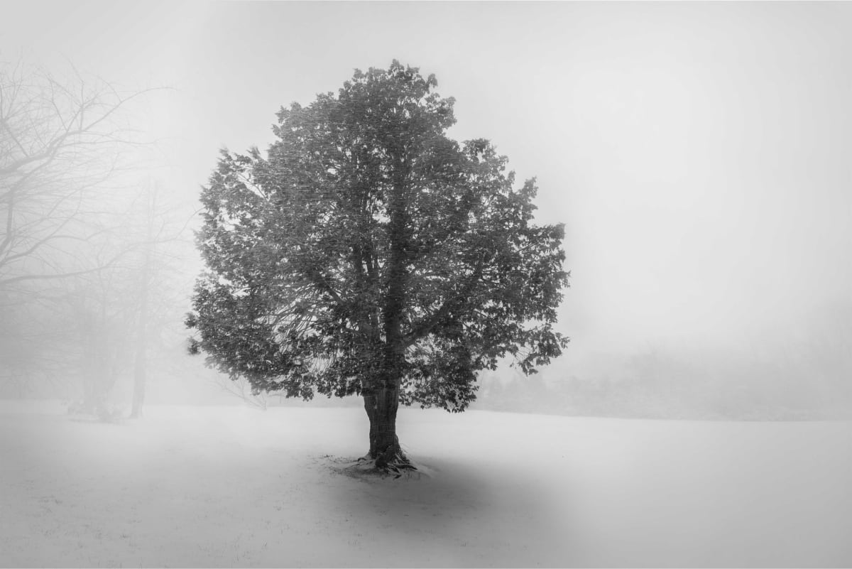 The Lone Tree by Alissa Beth Rosenberg 