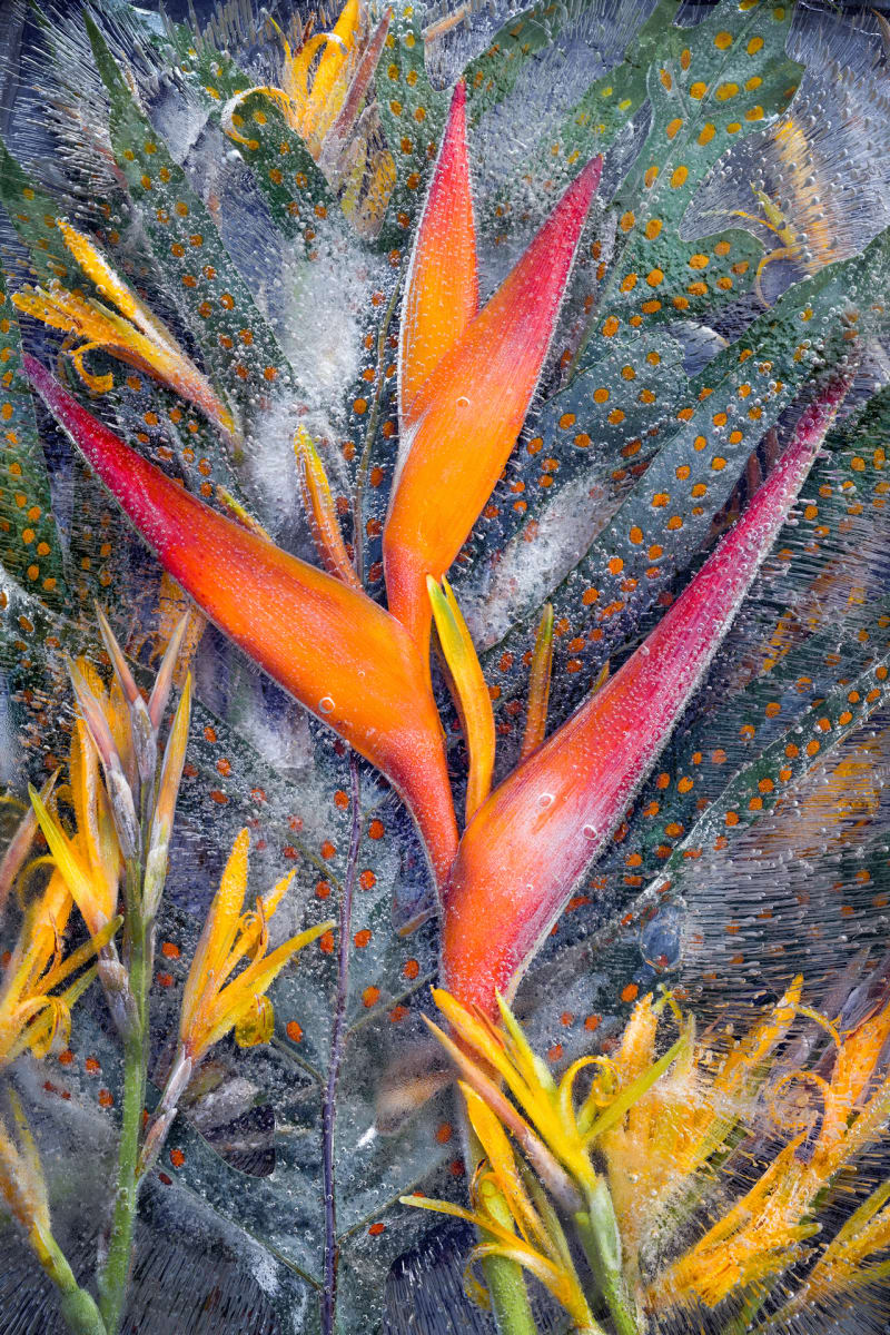 Frozen Ginger Flowers by Philip Rosenberg 