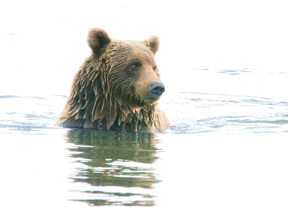 Alaskan Bear in Love by Josie Roth 