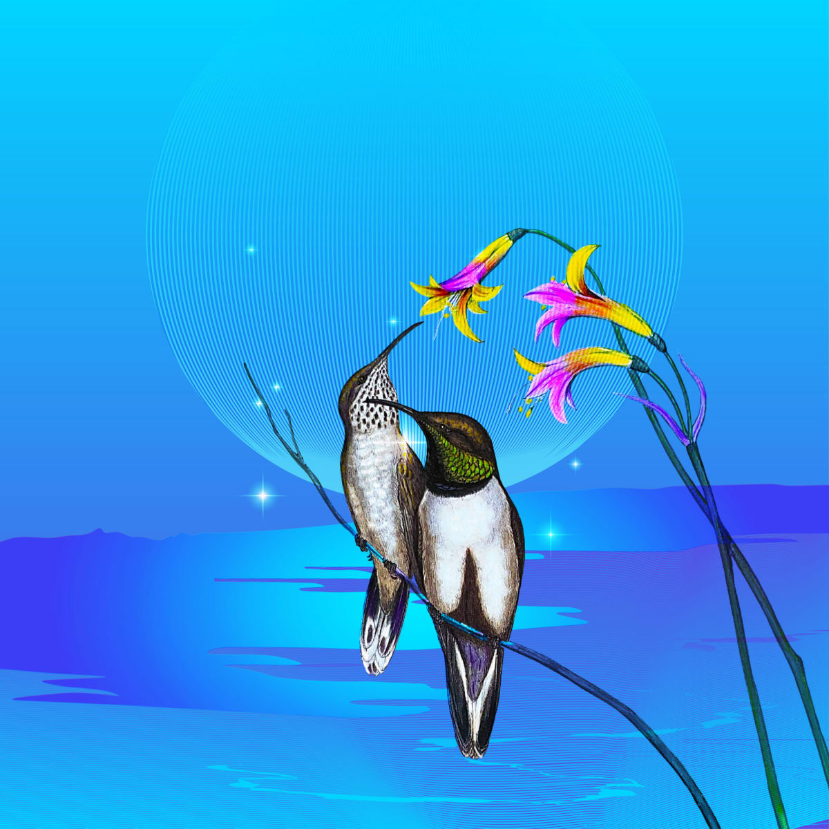 Oreotrochilus Estella by Kirstie Rothauge, Image 5.