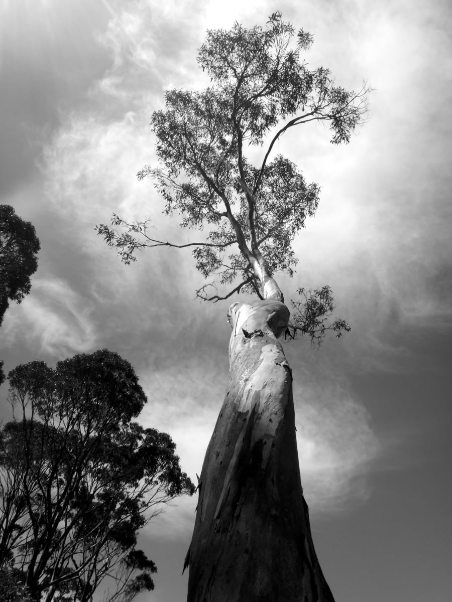 Tasmanian Tower by Karen Safer 