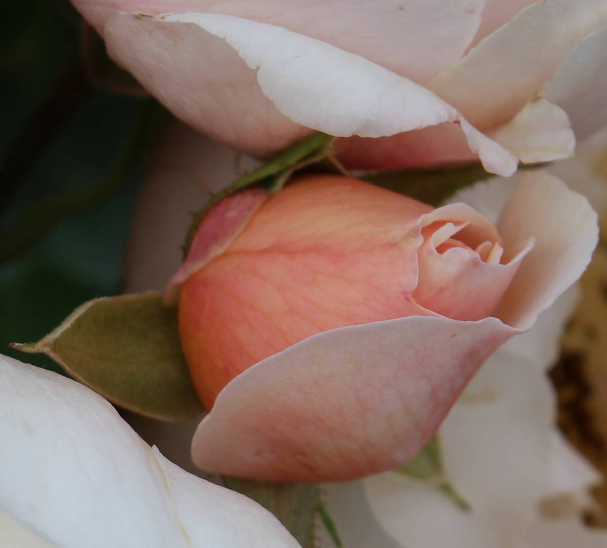 La Rose Francaise by Vanessa Savas 