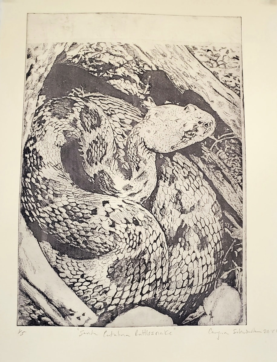 Santa Catalina Rattlesnake I by Caylin Schwartz 