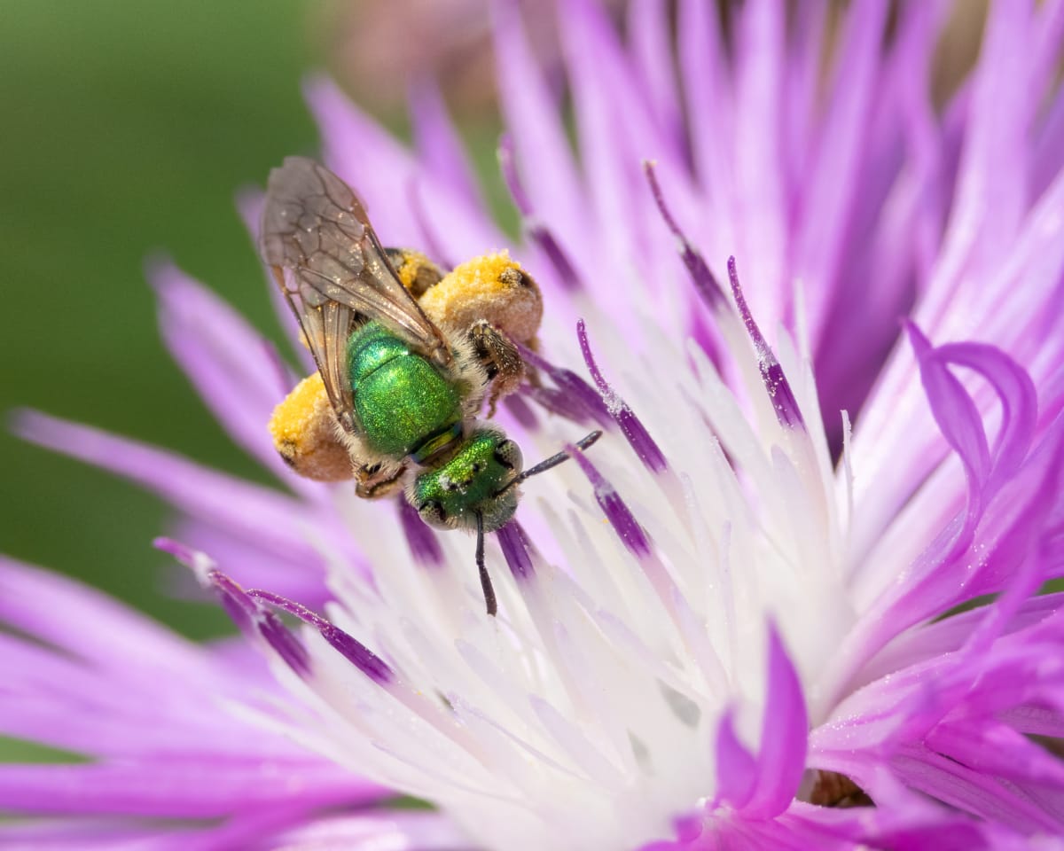 The Bee's Knees by Vero Sexton 