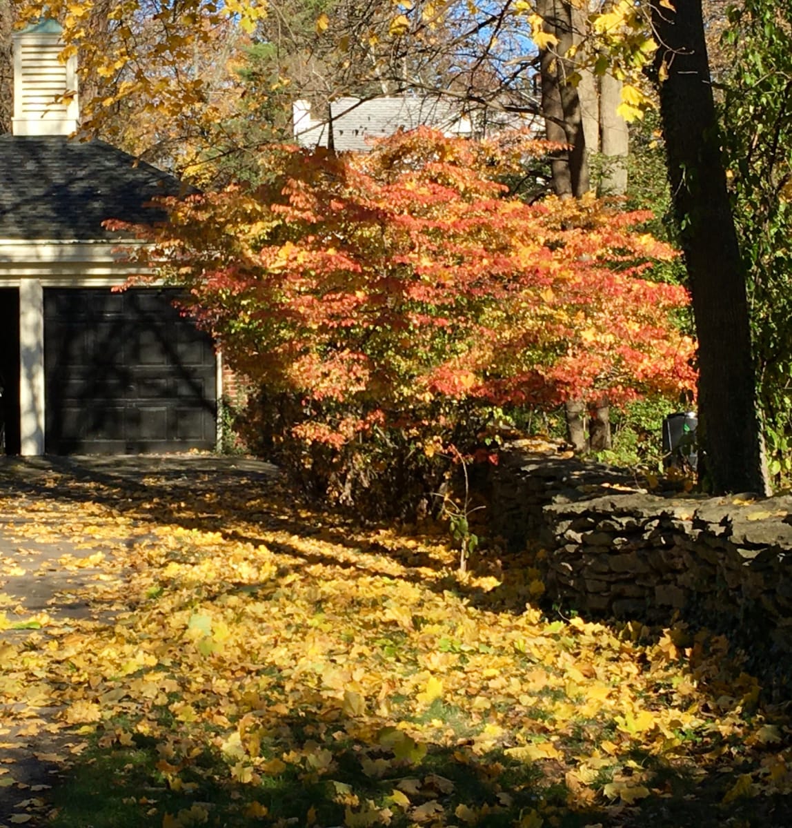 Autumn's Amber by Elizabeth Shawaker 