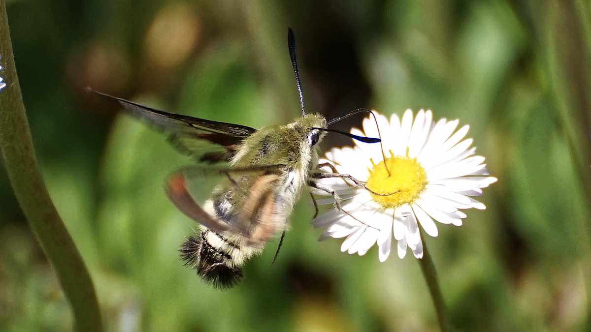 Hawk Moth by Bill Smyth 