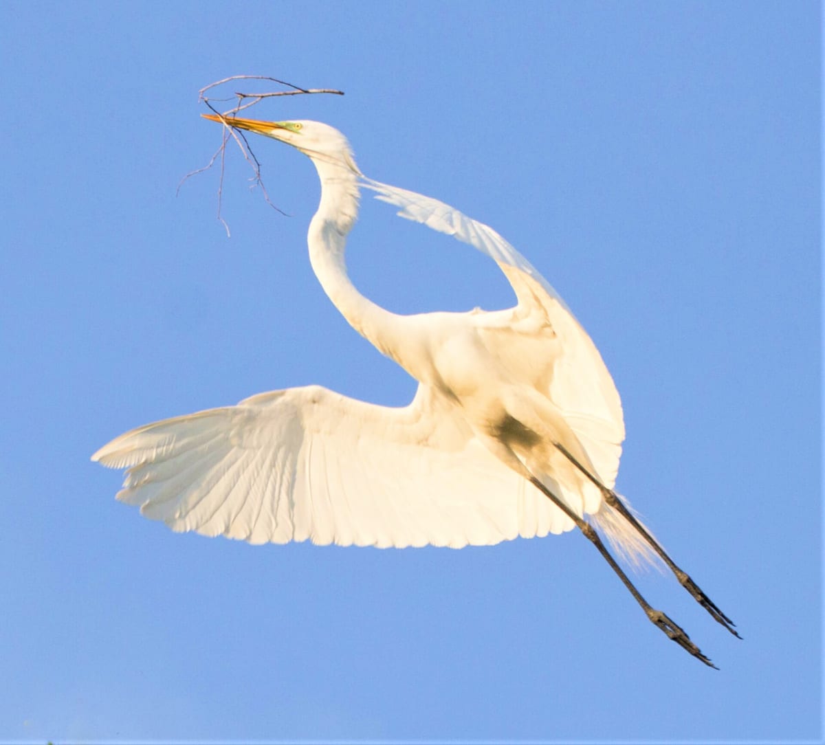 Egret Building the Nest by Wayne Snodderly 