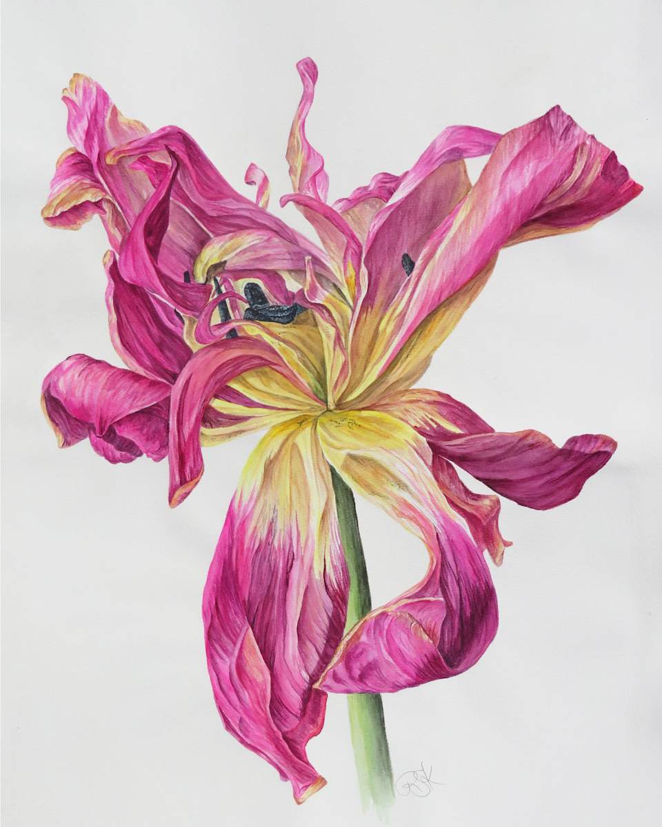 Dried Tulip by Rebekah Snow 