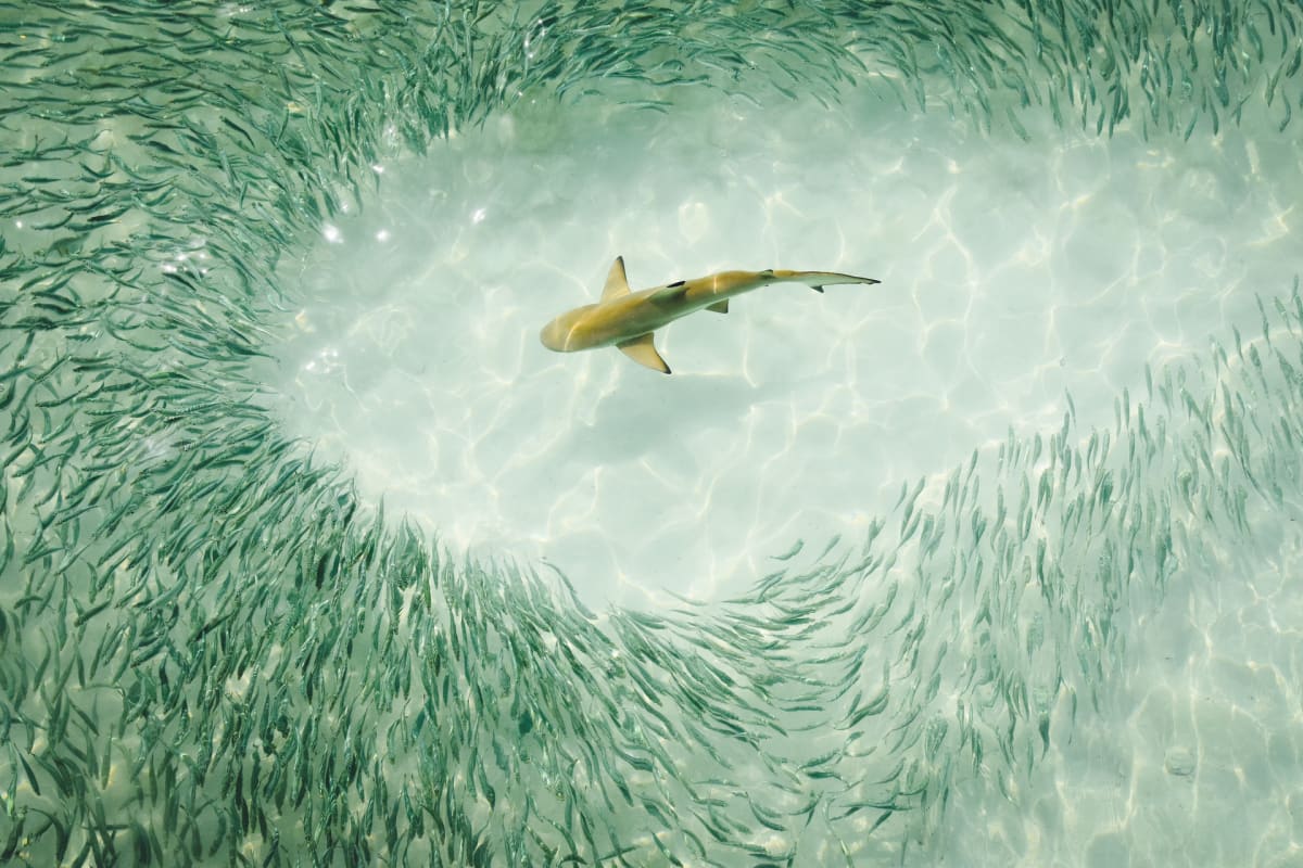 A Languid Day, The Maldives by Steve Sorensen 