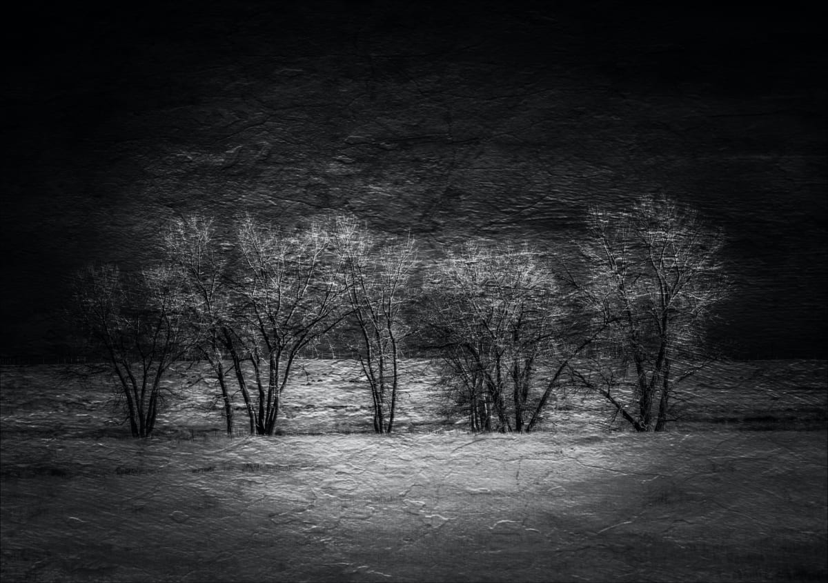 Trees in the Meadow by Steve Sorensen 