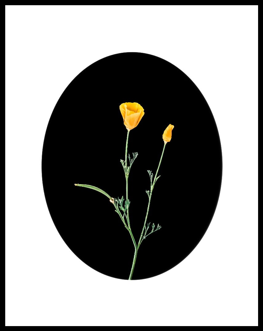 Portrait of a Wildflower: Golden Poppy by Fab Sowa-Dobkowski 